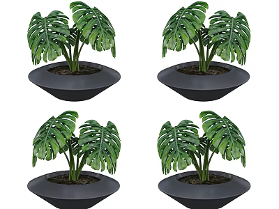 Green Monstera Plants In Black Planters For Indoor Home Decoration 3d model