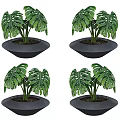Green Monstera Plants In Black Planters For Indoor Home Decoration