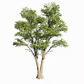 Lush Green Arbor With Thick Trunk Extended Branches And Fresh Leaves In Natural Shape