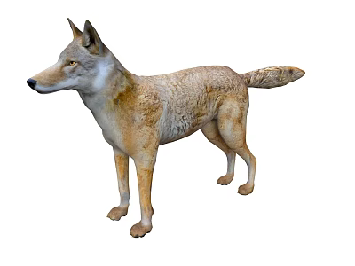 Realistic Brown And White Wolf Model Standing In Natural Lifelike Pose 3d model