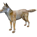 Realistic Brown And White Wolf Model Standing In Natural Lifelike Pose