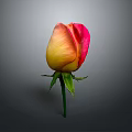 Vibrant Rose with Pink and Yellow Gradient Petals Green Stem and Leaves on Gray Background