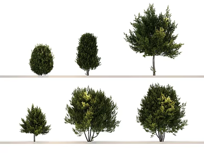 Arbor Trees In Various Sizes And Shapes For Garden Landscape 3d model