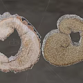 Natural Wood Slices Of Wooden Stone Material With Unique Curved Shape And Growth Rings