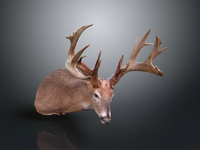 Realistic Deer Taxidermy Head Featuring Large Antlers On Dark Background 3d model