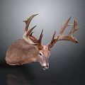 Realistic Deer Taxidermy Head Featuring Large Antlers On Dark Background