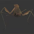 Praying Mantis A Flying Insect With Brown Green Body And Slender Legs On Dark Background
