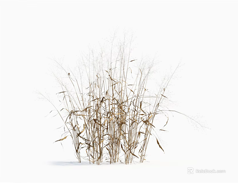Dried Brownish Yellow Grass With Slender Stems And Sparse Leaves On White Background 3d model 