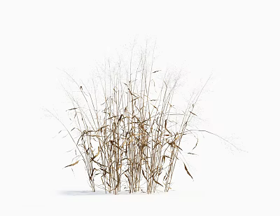 Dried Brownish Yellow Grass With Slender Stems And Sparse Leaves On White Background 3d model