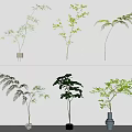 Elegant Glass Ceramic Vases With Leafy Green Plants On White Wall Shelf