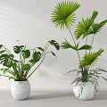 Potted Plants with Monstera and Palm Leaves in White Striped Pots for Minimalist Indoor Decor