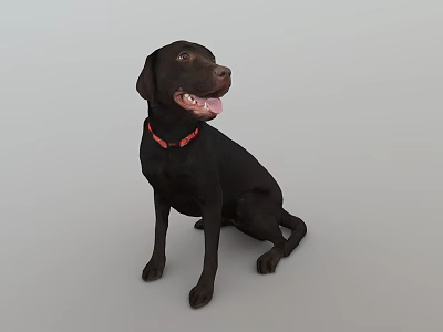 Black Reptile Lizard Wearing Red Collar Sitting On Gray Background With Open Mouth 3d model