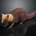 Small Mammal With Brown And Tan Fur Standing On Black Background With Reflection