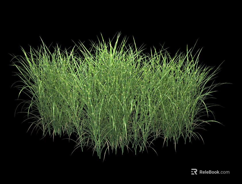 Lush Green Grass with Feathery Blades in Natural Growth on Black Background 3d model 