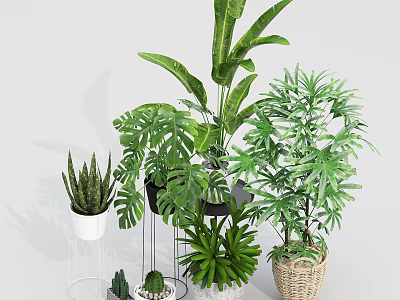 Potted Indoor Plants Collection Monstera Aloe Cactus With White Black Pots And Wicker Baskets 3d model