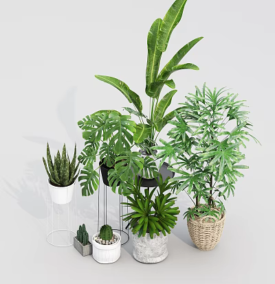 Potted Indoor Plants Collection Monstera Aloe Cactus With White Black Pots And Wicker Baskets 3d model