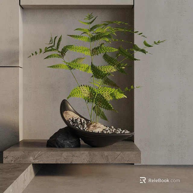 Bonsai Fern Plant in Black Pot with Small Stones on Stone Shelf by Gray Wall 3d model 