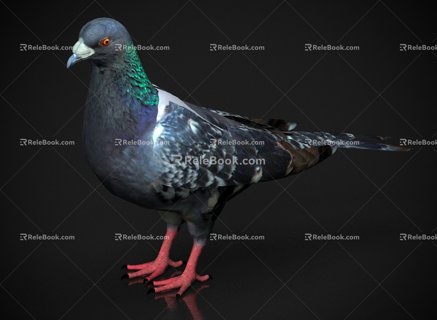 Zoo Wildlife Small Animal Pet Pigeon Bird 3d model