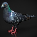 Zoo Wildlife Small Animal Pet Pigeon Bird 3d model