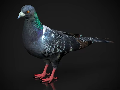 Detailed Dark Gray Pigeon With Green Neck Feathers And Red Feet Standing On Black Background 3d model