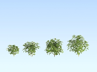 Modern plant Bermudagrass 3d model