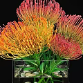 Clear Square Glass Vase With Vibrant Orange And Pink Flowers And Decorative Pebbles