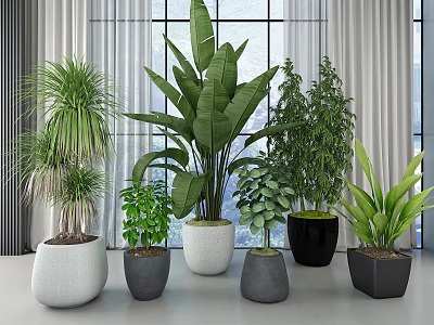 Variety of Indoor Potted Plants in Different Colored Pots Near Window with Natural Light 3d model