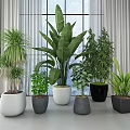Variety of Indoor Potted Plants in Different Colored Pots Near Window with Natural Light