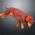 Realistic Brown And Orange Dachshund Lying Relaxed On Black Background