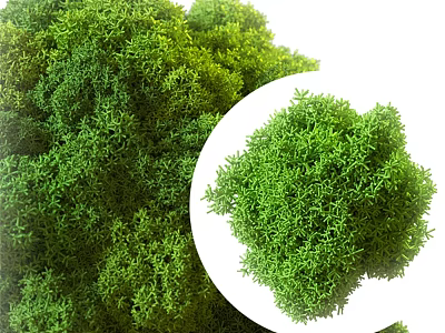 Lush Green Moss Decorative Ornament Set With Natural Foliage And Compact Shape 3d model