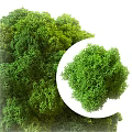 Lush Green Moss Decorative Ornament Set With Natural Foliage And Compact Shape