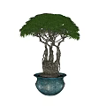 Decorative Bonsai Plant With Thick Trunk Lush Green Leaves And Blue Ceramic Pot