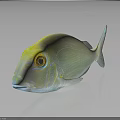 Vibrant Yellow Green Tropical Fish with Large Round Eyes on Glossy Surface with Reflection
