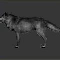 Gray wolf standing in dark gradient background with detailed fur texture and alert posture 3d model