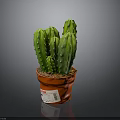 Green Multi Stemmed Cactus Plant in Red Pot for Indoor Decoration