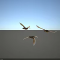 Graceful Three Birds Flying in Mid Air Against Clear White Background