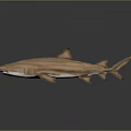 Realistic Copper Shark 3D Model on Gray Background with Reflection 3d model