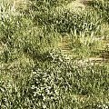 Lush Green Grassland With Diverse Low Growing Plants And Natural Greenery