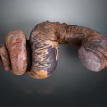 Aquatic Animal Fossil With Curved Ringed Segmented Structure Brown Gray Coloration