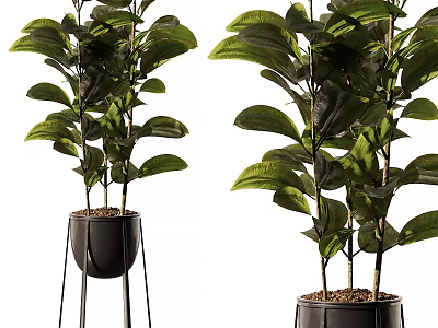 Green Bonsai Potted Plants In Black Planters With Metal Stand For Indoor Decor 3d model
