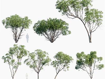Various Arbor Trees in Different Forms with Human Figure for Size Reference 3d model