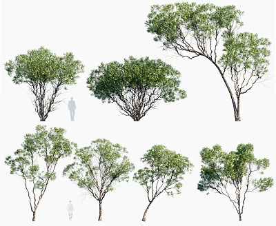 Various Arbor Trees in Different Forms with Human Figure for Size Reference 3d model