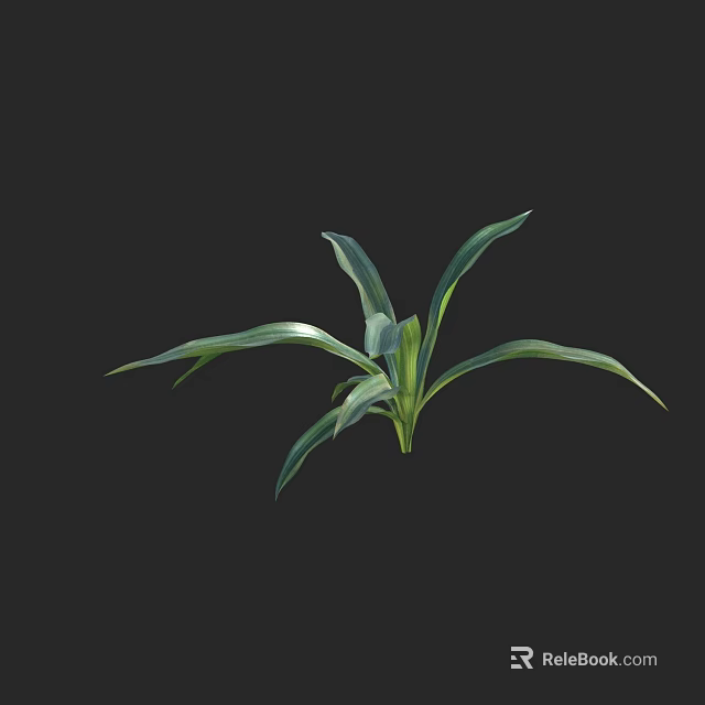 Beautiful Fresh Green Plant With Long Leaves Isolated On Black Background 3d model 