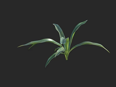 Beautiful Fresh Green Plant With Long Leaves Isolated On Black Background 3d model