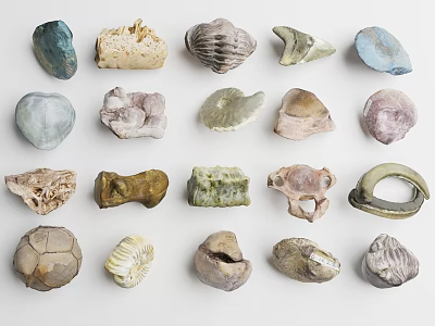 Various Shaped Colored Animal Shells And Fossils Display On White Background 3d model