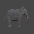 Realistic Elephant With Large Ears Long Trunk And Ivory Tusks On Dark Background
