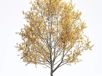 Stunning Tall Arbor With Vibrant Yellow Autumn Leaves And Thick Branches 3d model