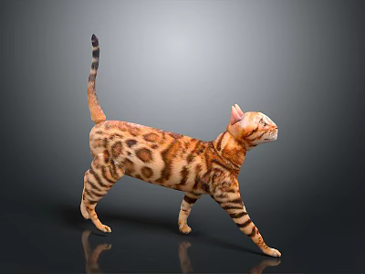 Leopard Cat With Spotted Fur Long Tail And Alert Posture Walking On Gray Background 3d model