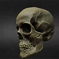 Medical Skull Model As Essential Tool For Anatomical Teaching And Healthcare Training