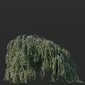 Weeping Willow Tree With Graceful Drooping Branches And Lush Green Foliage 3d model